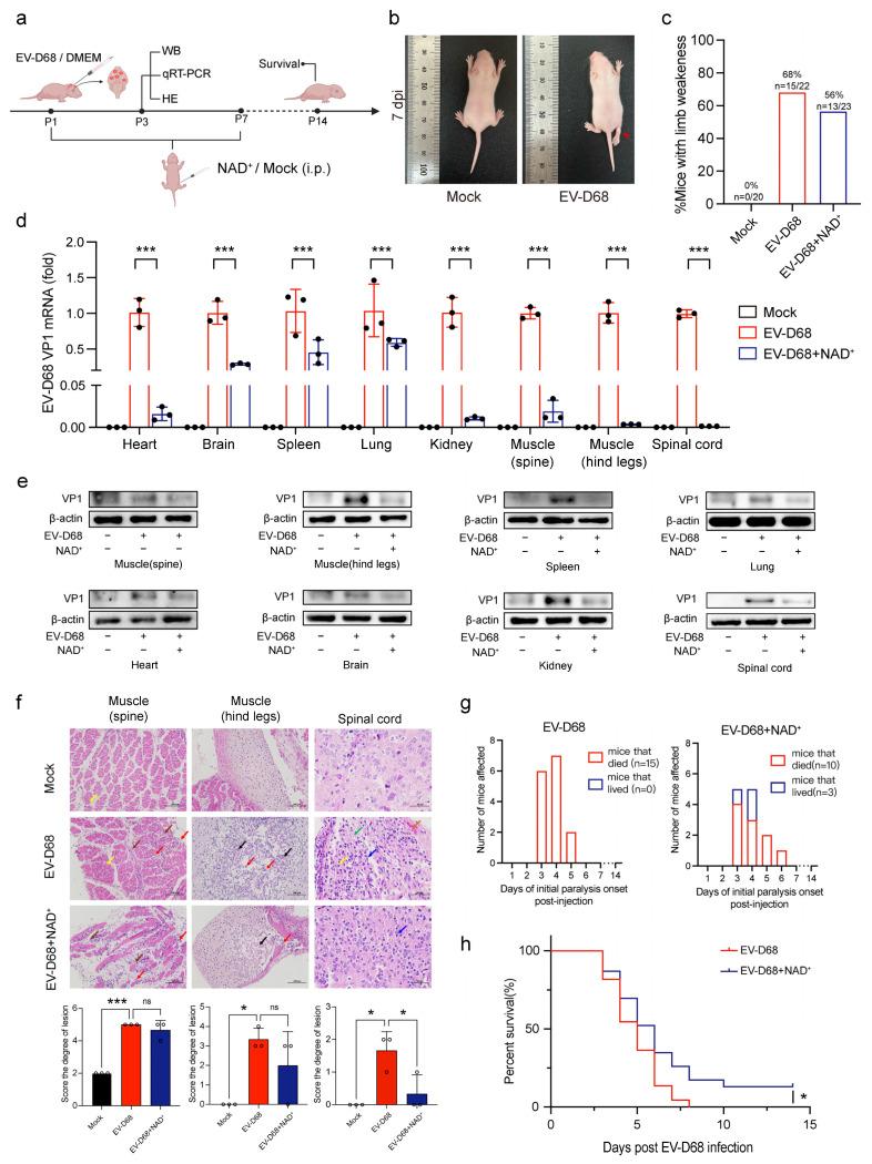 https://cdn.ncbi.nlm.nih.gov/pmc/blobs/bb8b/11860866/7139720f254f/viruses-17-00175-g003.jpg
