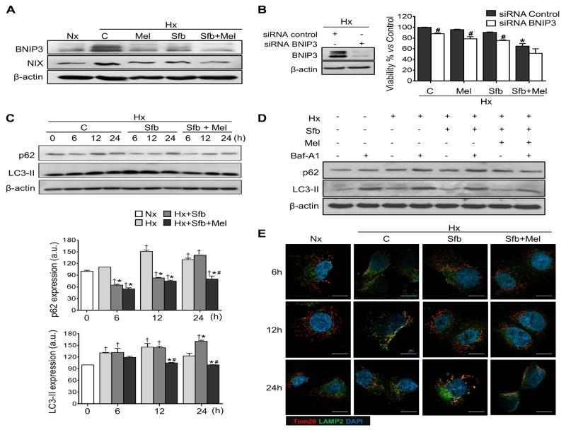 https://cdn.ncbi.nlm.nih.gov/pmc/blobs/bb8b/5710933/04bc0c2f1bf9/oncotarget-08-91402-g005.jpg