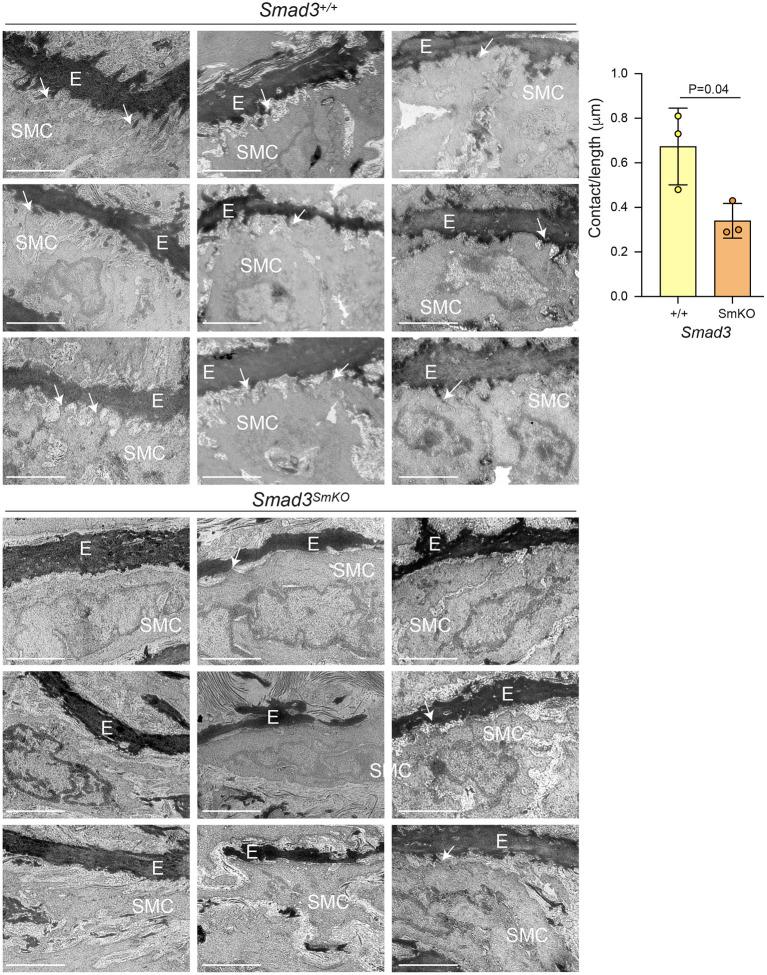 https://cdn.ncbi.nlm.nih.gov/pmc/blobs/bb8e/9033237/80d47ba8ad96/fcvm-09-826495-g0004.jpg