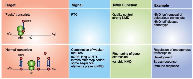 https://cdn.ncbi.nlm.nih.gov/pmc/blobs/bb90/4770240/099a5c3cadb7/gkw010fig1.jpg