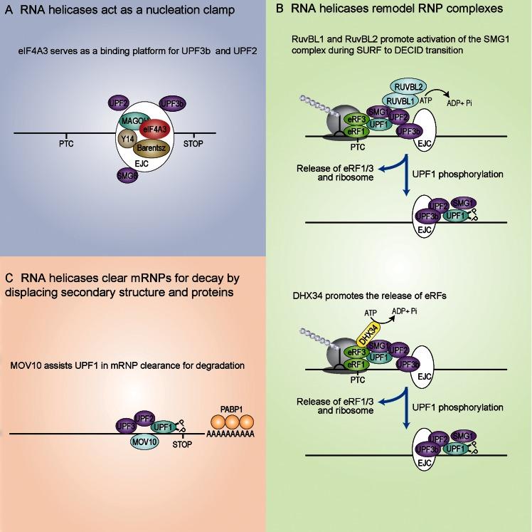 https://cdn.ncbi.nlm.nih.gov/pmc/blobs/bb90/4770240/7ae44822c08f/gkw010fig3.jpg