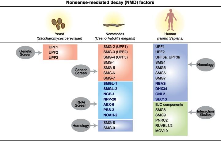 https://cdn.ncbi.nlm.nih.gov/pmc/blobs/bb90/4770240/f8eb29e1ac0f/gkw010fig4.jpg