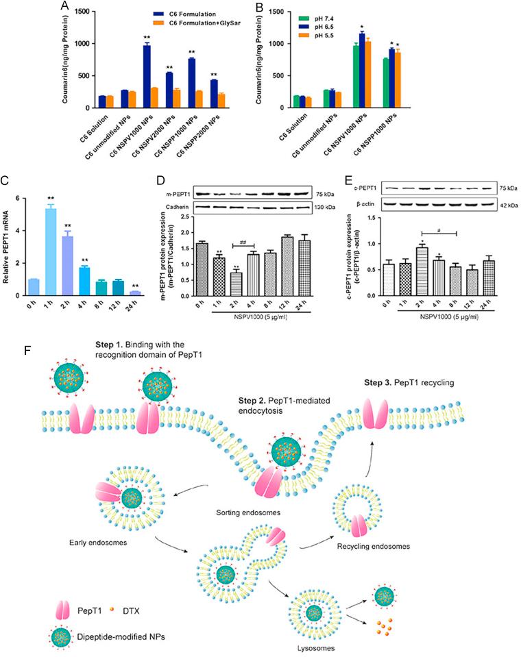 https://cdn.ncbi.nlm.nih.gov/pmc/blobs/bb91/6361857/759f2b5c7a9c/gr5.jpg