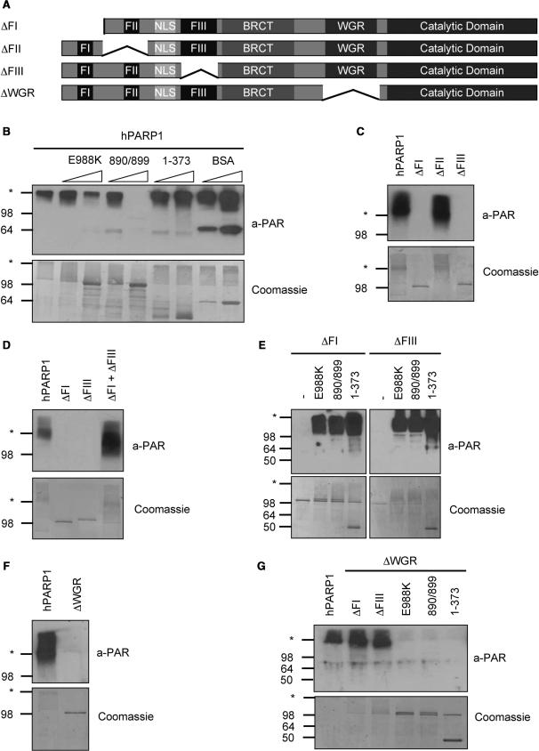 https://cdn.ncbi.nlm.nih.gov/pmc/blobs/bb92/2699514/b8911130e7fd/gkp229f5.jpg