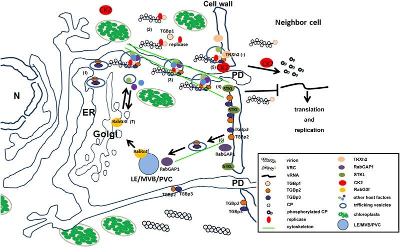 https://cdn.ncbi.nlm.nih.gov/pmc/blobs/bb92/5350103/cf9bc11ad2fd/fmicb-08-00437-g002.jpg