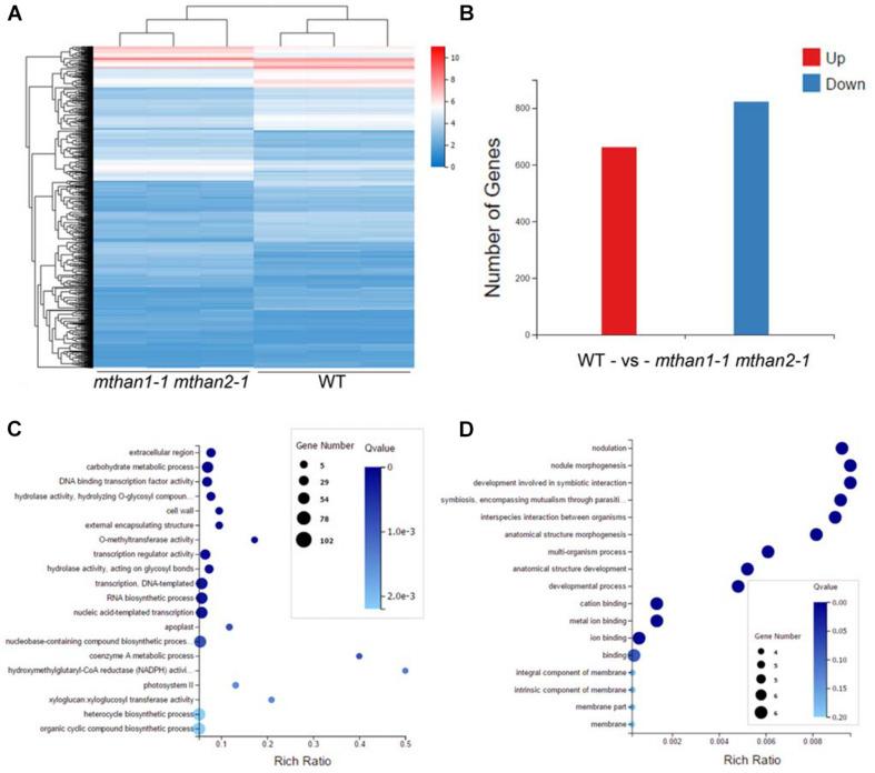 https://cdn.ncbi.nlm.nih.gov/pmc/blobs/bb96/8118203/2c368bfa7c7c/fpls-12-616776-g006.jpg