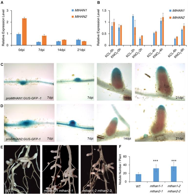https://cdn.ncbi.nlm.nih.gov/pmc/blobs/bb96/8118203/d90ec0ca368b/fpls-12-616776-g005.jpg