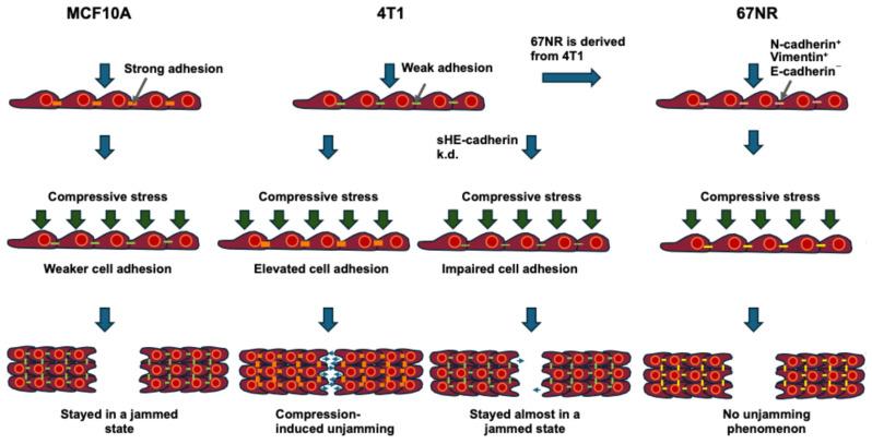 https://cdn.ncbi.nlm.nih.gov/pmc/blobs/bb97/12248722/9b46d5566ffe/cells-14-00943-g003.jpg