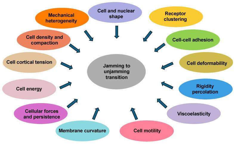 https://cdn.ncbi.nlm.nih.gov/pmc/blobs/bb97/12248722/bf2fc9922750/cells-14-00943-g001.jpg