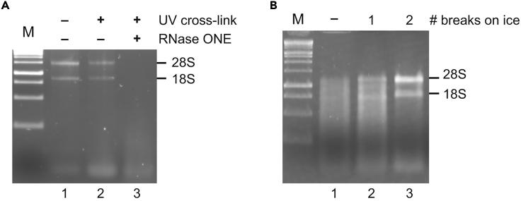 https://cdn.ncbi.nlm.nih.gov/pmc/blobs/bb98/8571520/5627a8d8d1d0/gr1.jpg