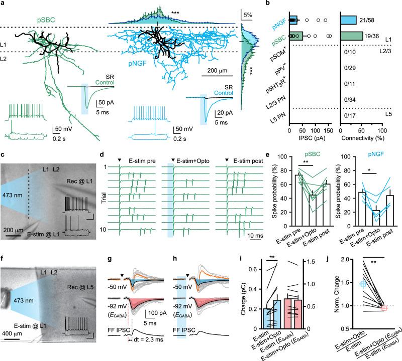 https://cdn.ncbi.nlm.nih.gov/pmc/blobs/bb9b/11233578/78150dd61727/41467_2024_50055_Fig2_HTML.jpg