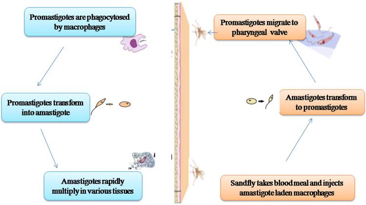 https://cdn.ncbi.nlm.nih.gov/pmc/blobs/bb9b/7244701/30e4c9f65de3/12639_2020_1212_Fig1_HTML.jpg