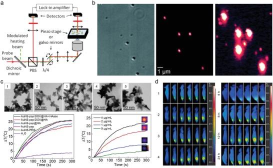 https://cdn.ncbi.nlm.nih.gov/pmc/blobs/bba2/6724476/4de158ce5f45/ADVS-6-1900471-g006.jpg
