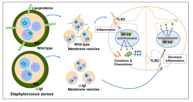 https://cdn.ncbi.nlm.nih.gov/pmc/blobs/bba2/8268867/22150d0a7ab6/ijms-22-07099-g006.jpg