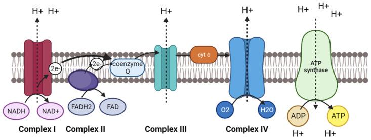 https://cdn.ncbi.nlm.nih.gov/pmc/blobs/bba3/10254685/8c17b37c2818/molecules-28-04357-g004.jpg