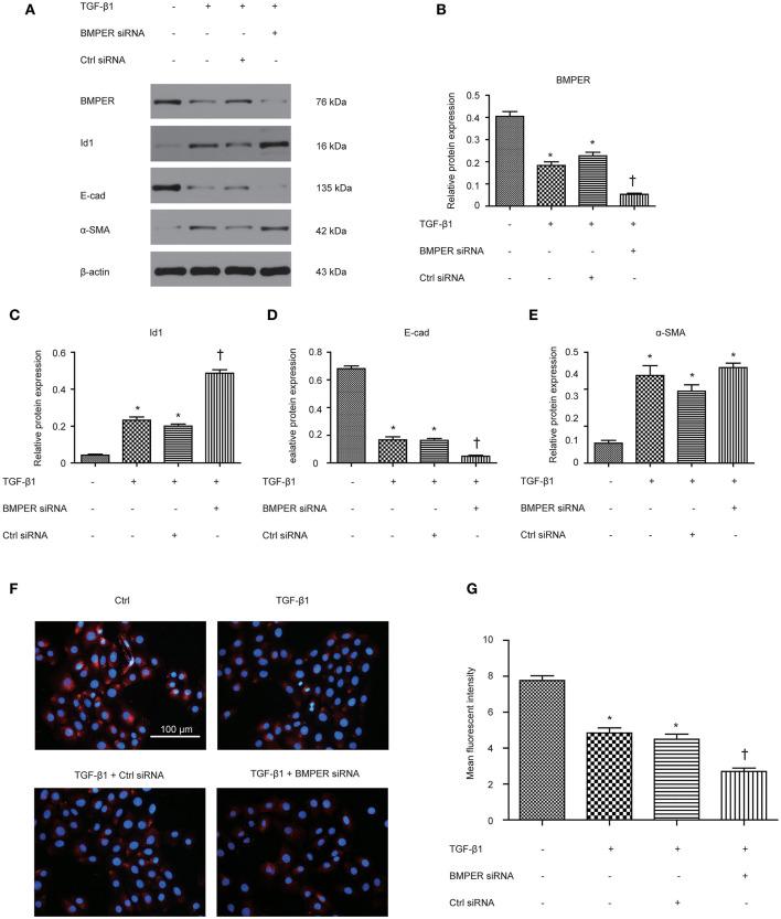 https://cdn.ncbi.nlm.nih.gov/pmc/blobs/bba6/7905093/3f181e8ba631/fcell-09-608396-g0002.jpg