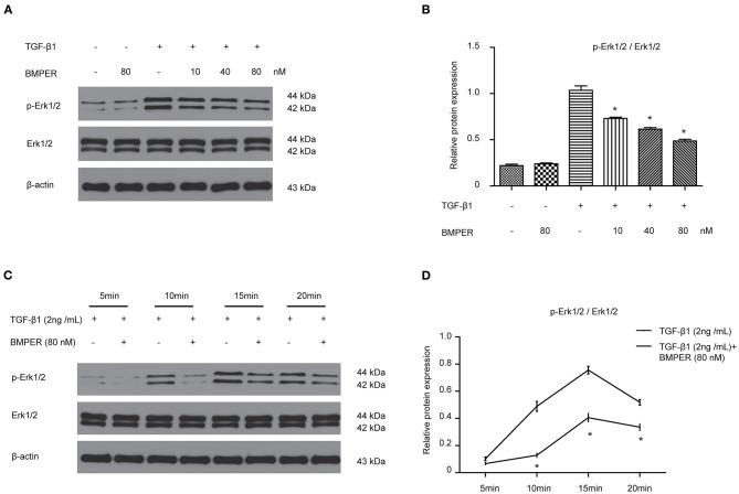 https://cdn.ncbi.nlm.nih.gov/pmc/blobs/bba6/7905093/507eae667c19/fcell-09-608396-g0005.jpg