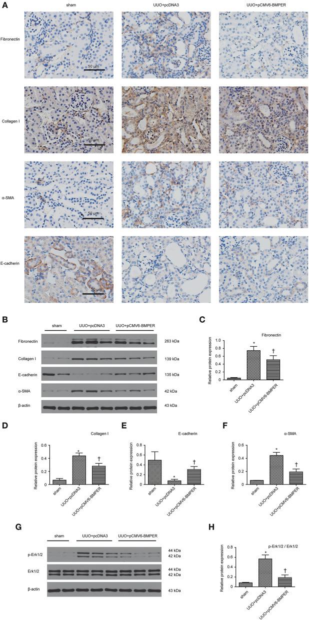 https://cdn.ncbi.nlm.nih.gov/pmc/blobs/bba6/7905093/6101c2d8e5e0/fcell-09-608396-g0009.jpg