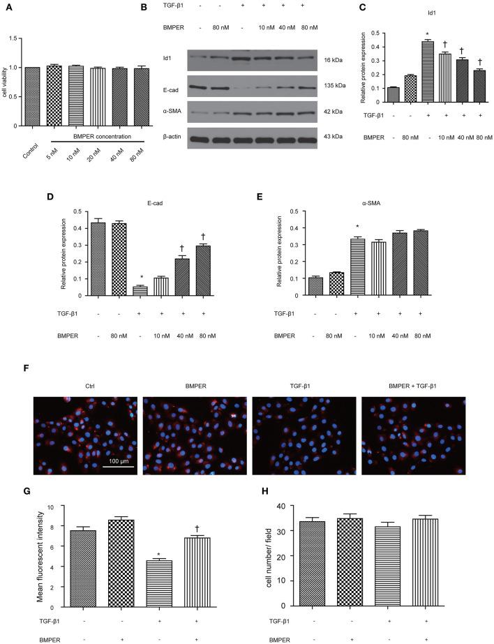 https://cdn.ncbi.nlm.nih.gov/pmc/blobs/bba6/7905093/8a8212aec4ca/fcell-09-608396-g0003.jpg