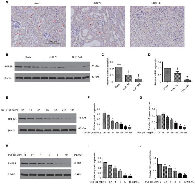 https://cdn.ncbi.nlm.nih.gov/pmc/blobs/bba6/7905093/903d593ab186/fcell-09-608396-g0001.jpg