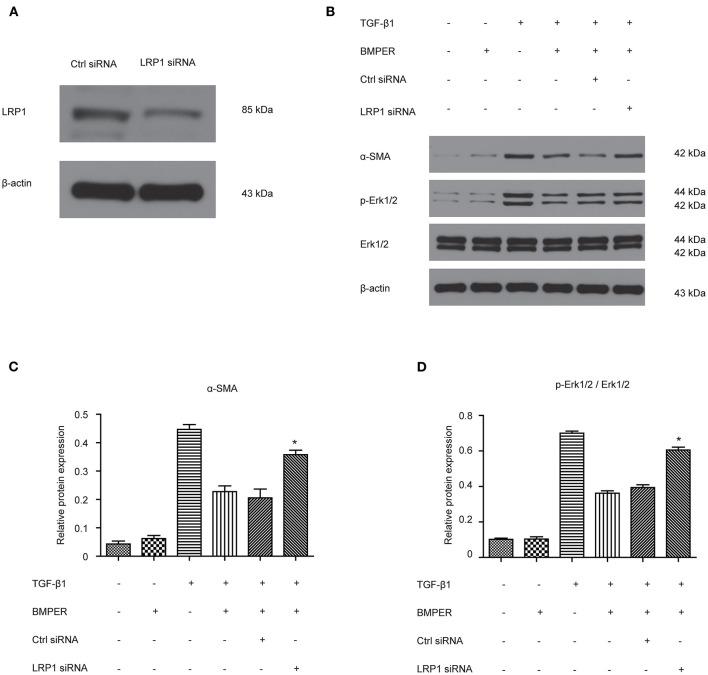 https://cdn.ncbi.nlm.nih.gov/pmc/blobs/bba6/7905093/b13c476e8c63/fcell-09-608396-g0006.jpg