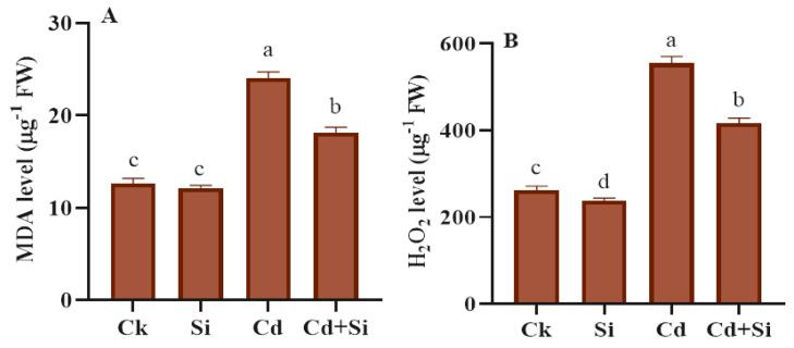 https://cdn.ncbi.nlm.nih.gov/pmc/blobs/bbad/11207486/67b9823fbf1e/plants-13-01715-g004.jpg