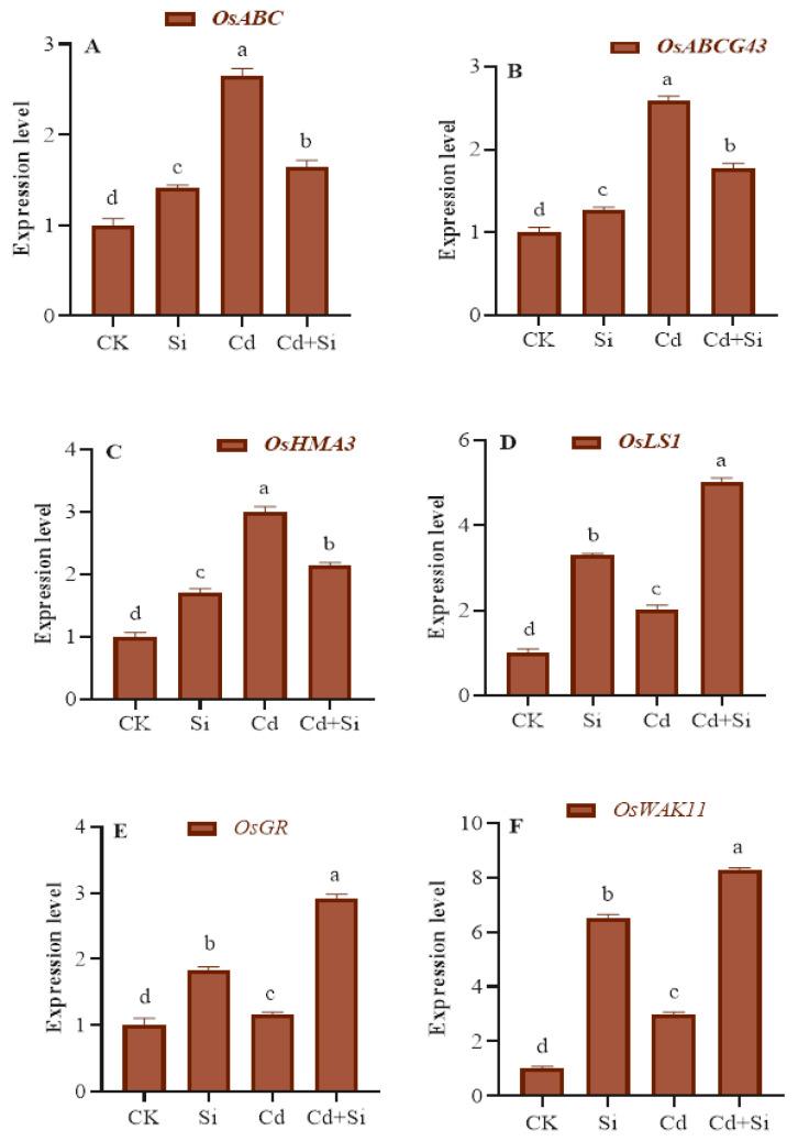 https://cdn.ncbi.nlm.nih.gov/pmc/blobs/bbad/11207486/8463eaf55991/plants-13-01715-g007.jpg