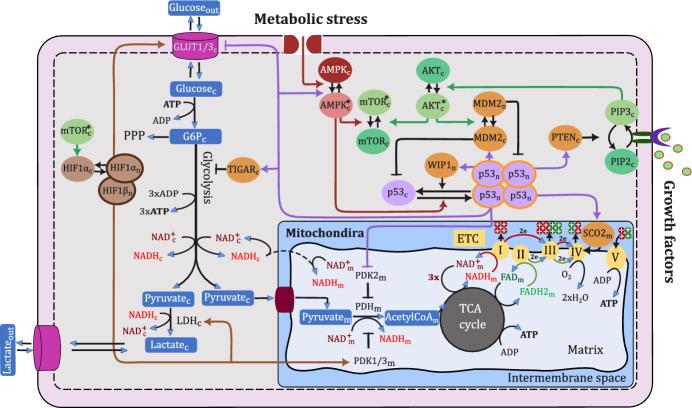 https://cdn.ncbi.nlm.nih.gov/pmc/blobs/bbae/11362376/d9feab1613b5/11538_2024_1346_Fig1_HTML.jpg