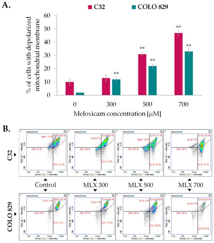 https://cdn.ncbi.nlm.nih.gov/pmc/blobs/bbb0/12250357/9860a7446d95/ijms-26-05985-g005.jpg