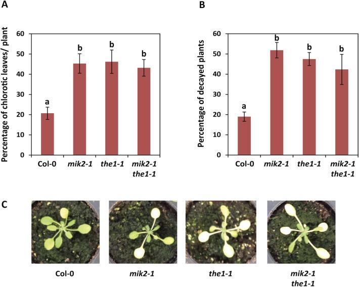 https://cdn.ncbi.nlm.nih.gov/pmc/blobs/bbb3/5484538/353a0d95fc99/pgen.1006832.g005.jpg