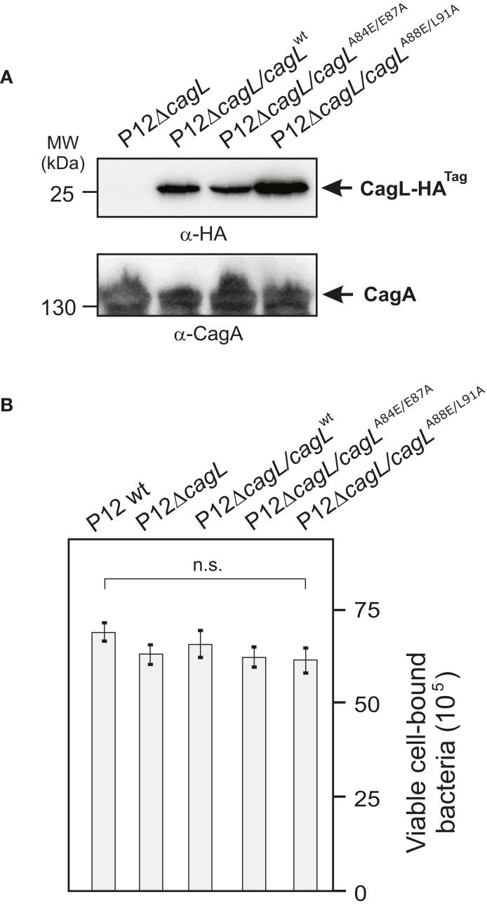 https://cdn.ncbi.nlm.nih.gov/pmc/blobs/bbb4/3417467/ea4ad5f426ec/fcimb-02-00070-g006.jpg