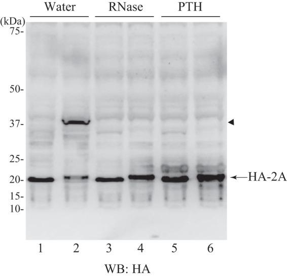 https://cdn.ncbi.nlm.nih.gov/pmc/blobs/bbb6/4231674/f46661d46008/zbc0491400990003.jpg