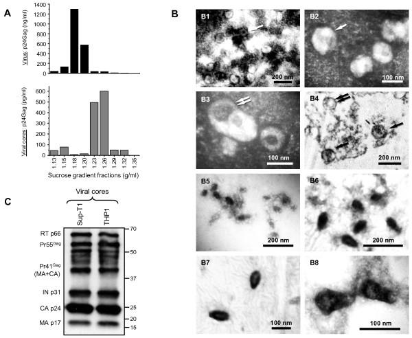https://cdn.ncbi.nlm.nih.gov/pmc/blobs/bbb8/3432596/f3df0a3a79a1/1742-4690-9-65-1.jpg