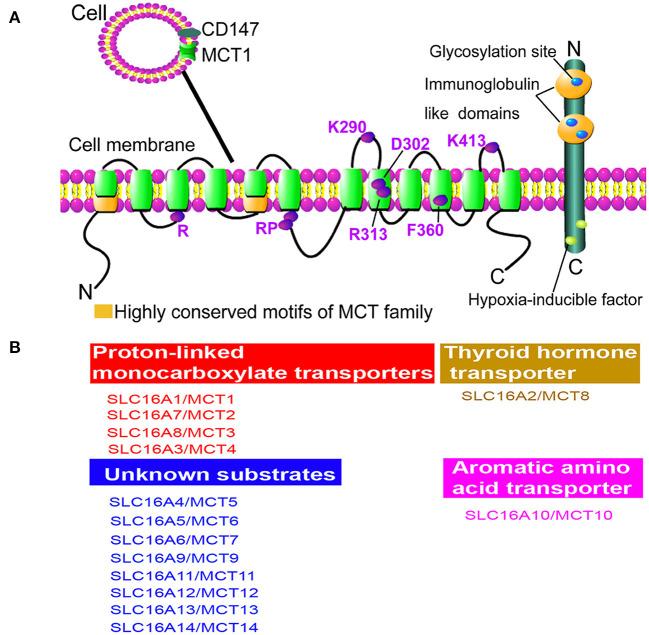 https://cdn.ncbi.nlm.nih.gov/pmc/blobs/bbbe/9081727/2c89c20d4de9/fneur-13-781063-g0001.jpg