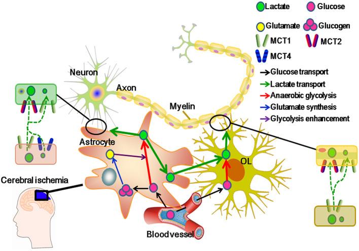 https://cdn.ncbi.nlm.nih.gov/pmc/blobs/bbbe/9081727/ec3b9a19a365/fneur-13-781063-g0002.jpg