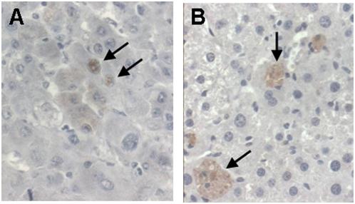 https://cdn.ncbi.nlm.nih.gov/pmc/blobs/bbc1/2660413/012e172bdfb6/pone.0005025.g006.jpg