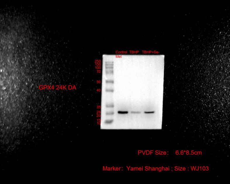 https://cdn.ncbi.nlm.nih.gov/pmc/blobs/bbc4/10594567/bbcfb38b46a4/mmcfigs11.jpg