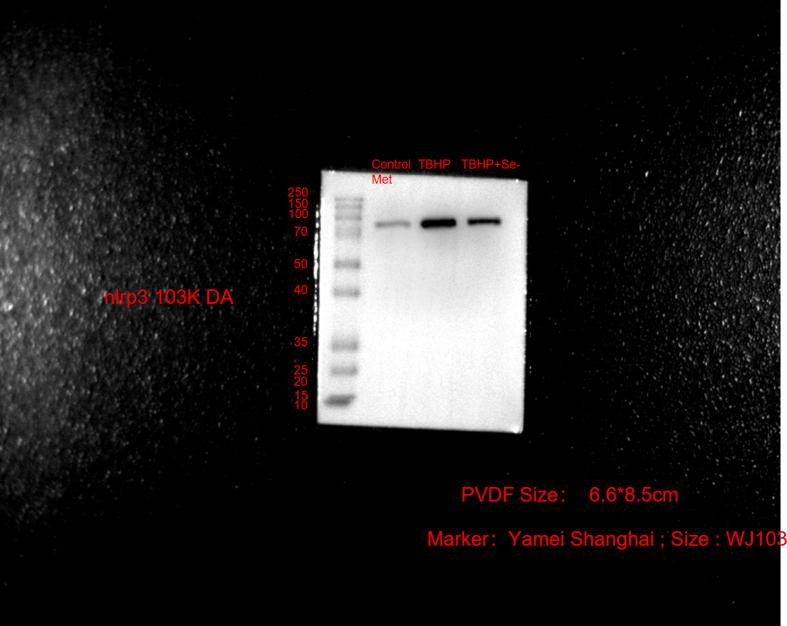 https://cdn.ncbi.nlm.nih.gov/pmc/blobs/bbc4/10594567/dd39285cb580/mmcfigs8.jpg