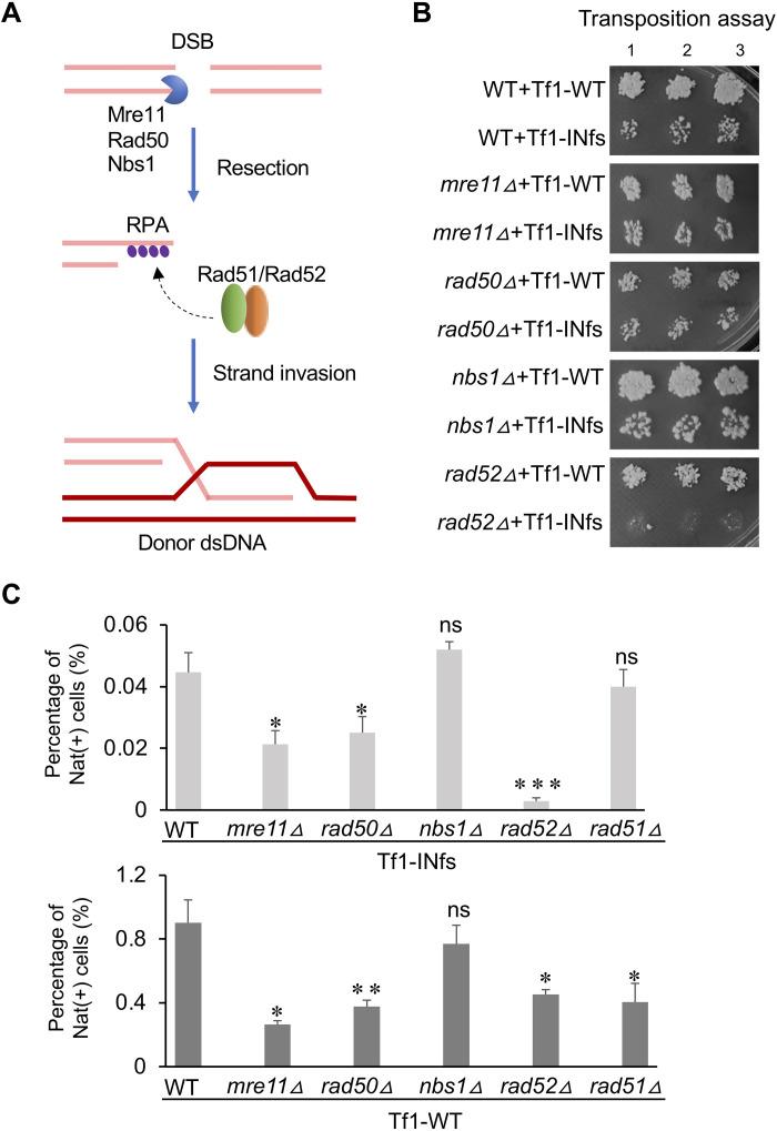 https://cdn.ncbi.nlm.nih.gov/pmc/blobs/bbc4/11042837/a1b8a9c62507/sciadv.abm9390-f6.jpg