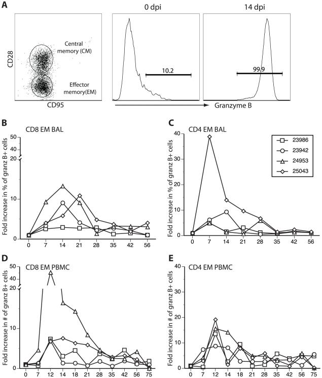 https://cdn.ncbi.nlm.nih.gov/pmc/blobs/bbc9/2770849/3a4294578b39/ppat.1000657.g007.jpg