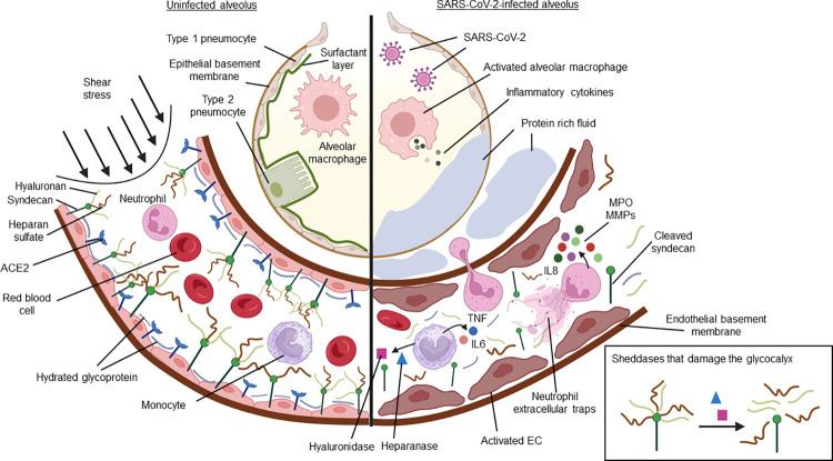 https://cdn.ncbi.nlm.nih.gov/pmc/blobs/bbcc/11098429/96ac332b6224/ppat.1012203.g001.jpg