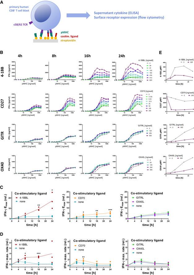 https://cdn.ncbi.nlm.nih.gov/pmc/blobs/bbce/8607805/e7632cf561d9/MSB-17-e10560-g003.jpg