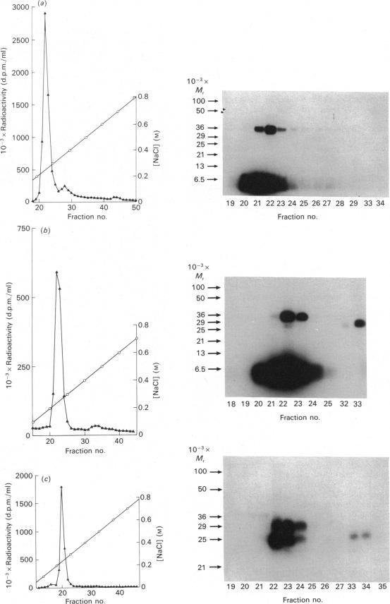 https://cdn.ncbi.nlm.nih.gov/pmc/blobs/bbcf/1133521/45b466a2ebe8/biochemj00196-0316-a.jpg