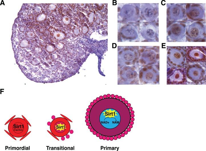 https://cdn.ncbi.nlm.nih.gov/pmc/blobs/bbcf/5315427/52784fbf60b4/i0006-3363-95-6-129-f03.jpg