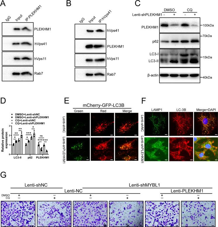 https://cdn.ncbi.nlm.nih.gov/pmc/blobs/bbd1/11128406/2825006bdeb9/10565_2024_9873_Fig6_HTML.jpg
