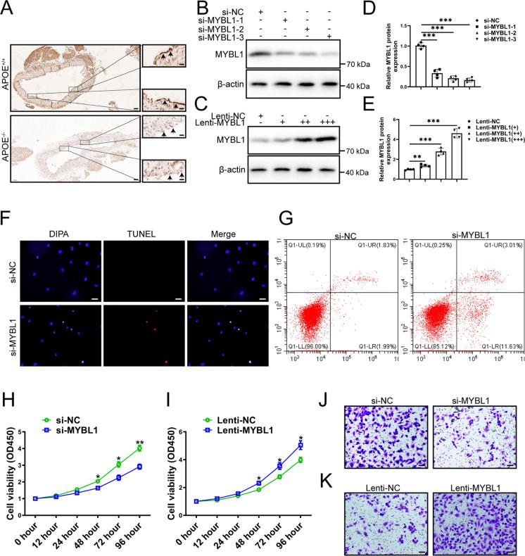 https://cdn.ncbi.nlm.nih.gov/pmc/blobs/bbd1/11128406/42e1a08a7b14/10565_2024_9873_Fig3_HTML.jpg