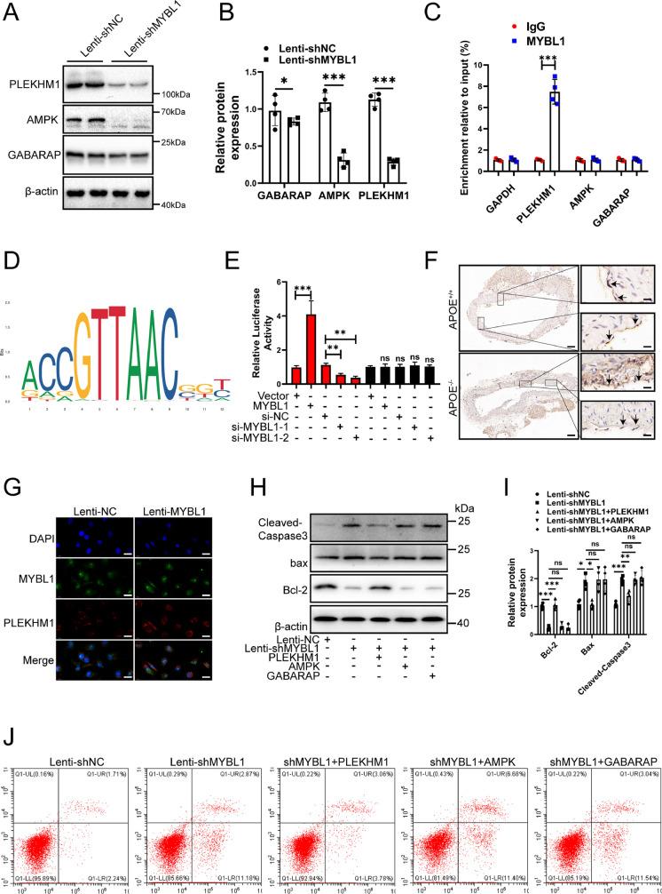 https://cdn.ncbi.nlm.nih.gov/pmc/blobs/bbd1/11128406/73f1d19462b8/10565_2024_9873_Fig5_HTML.jpg
