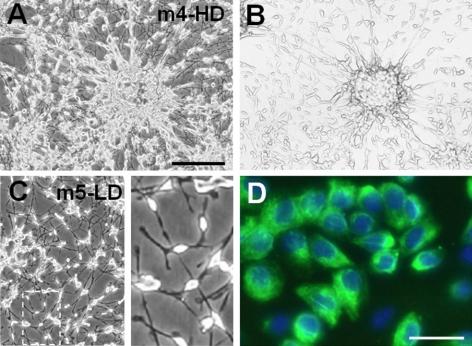 https://cdn.ncbi.nlm.nih.gov/pmc/blobs/bbd1/2735356/709bc2cee7f4/z380090974550001.jpg
