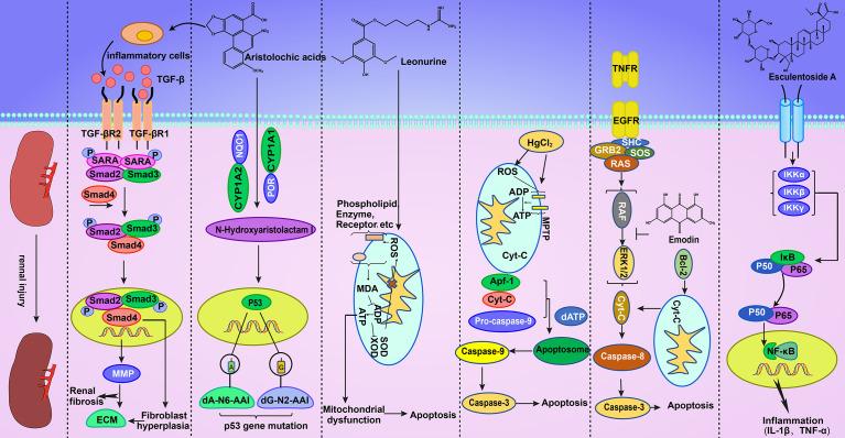 https://cdn.ncbi.nlm.nih.gov/pmc/blobs/bbd3/7593559/b66fa84d8dd8/fphar-11-569551-g002.jpg