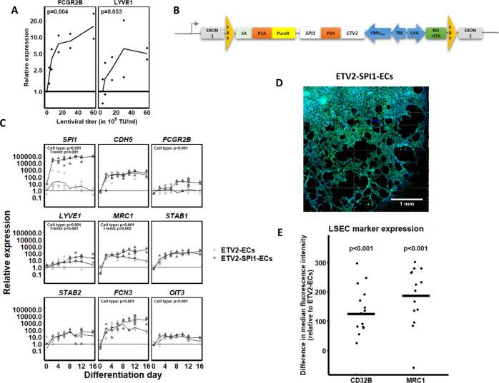 https://cdn.ncbi.nlm.nih.gov/pmc/blobs/bbd4/7809369/1e6e1de4639d/41419_2020_3356_Fig6_HTML.jpg